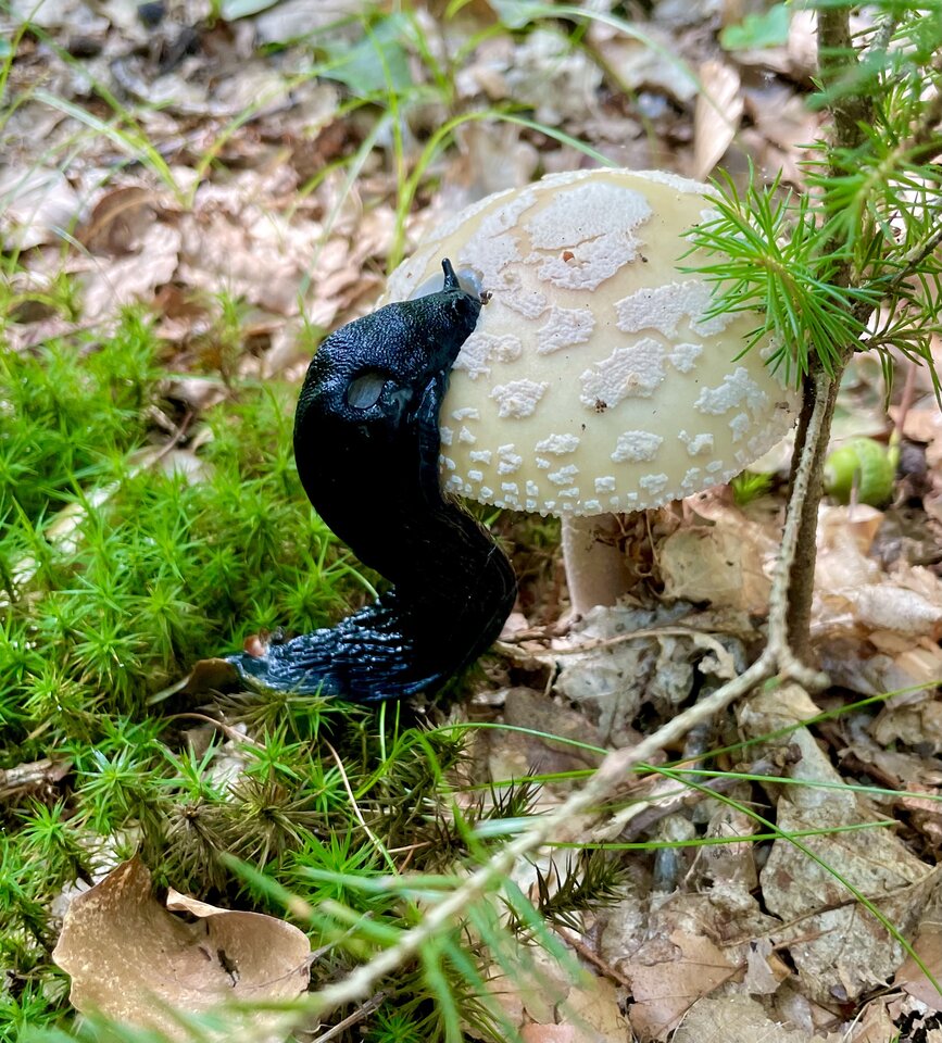 IMG_9108.jpeg - NaturystaXXX
