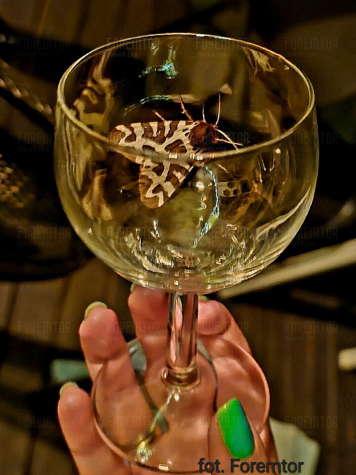 Imprezowa Dziewczyna.jpg - foremtor