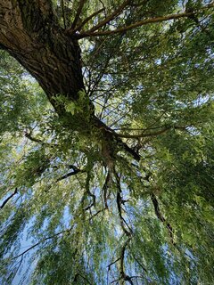 IMG_0183.jpeg