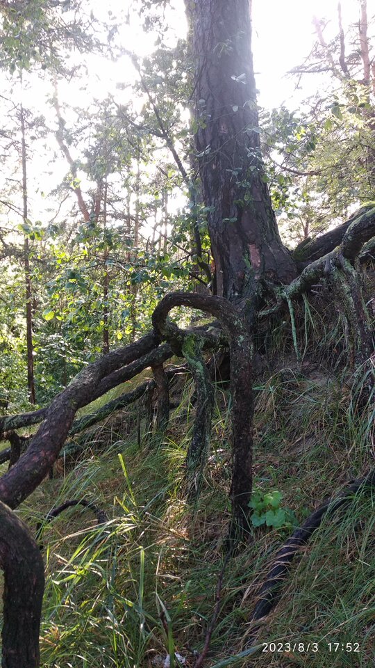 IMG_20230803_175248.jpg - casto