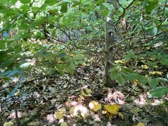 IMG_9162.jpeg