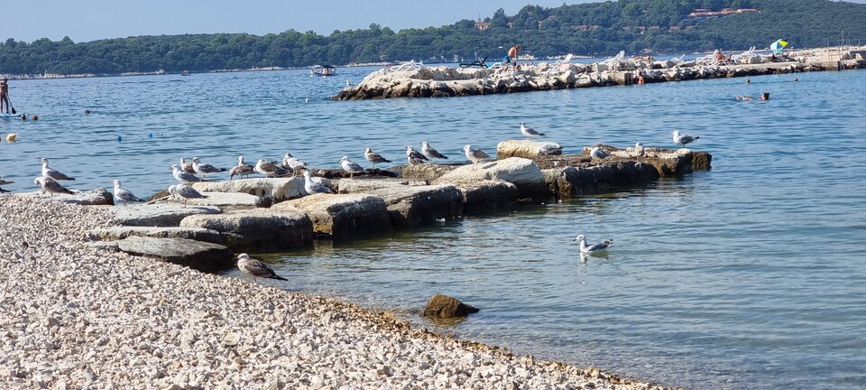 1000009752.jpg - montenegro20