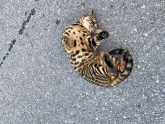 IMG_4370.jpeg