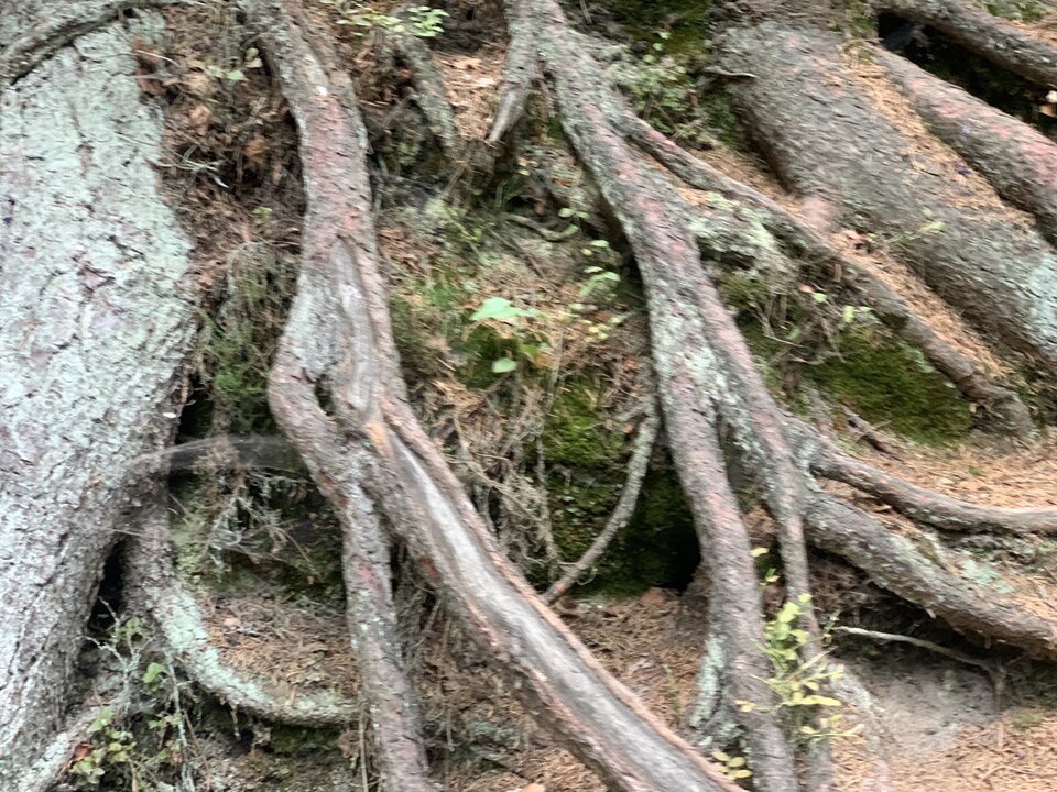 IMG_7733.jpeg - moby_dick