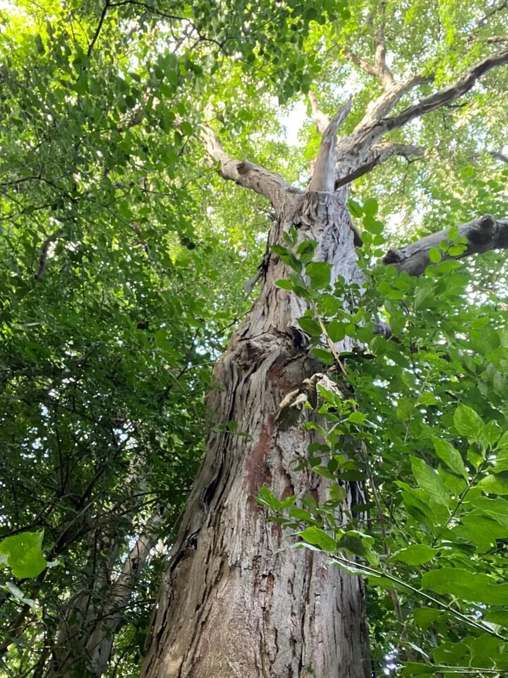 FB_IMG_1693206752288.jpg - Nicci