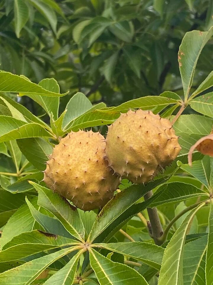 FB_IMG_1693206740828.jpg - Nicci