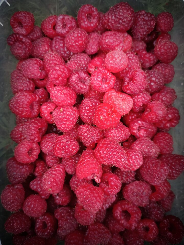 słodkie i delikatne... - electrboy