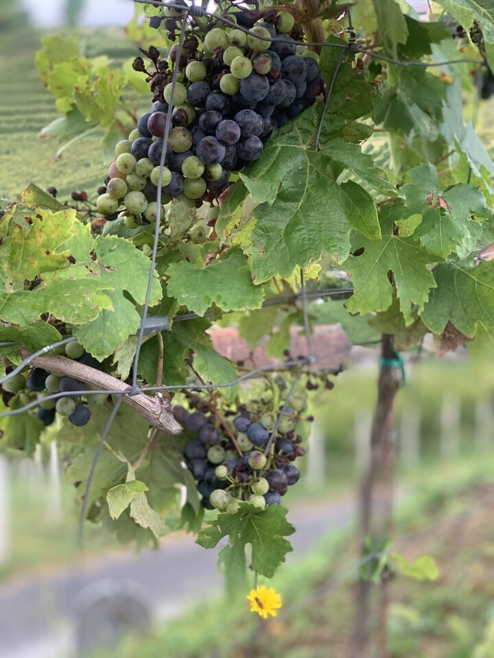 IMG_8037.jpeg - moby_dick