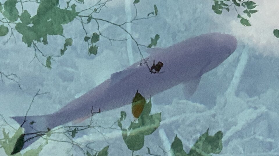 IMG_8124.jpeg - moby_dick