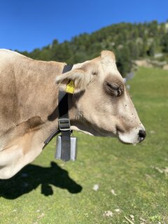 IMG_5010.jpeg