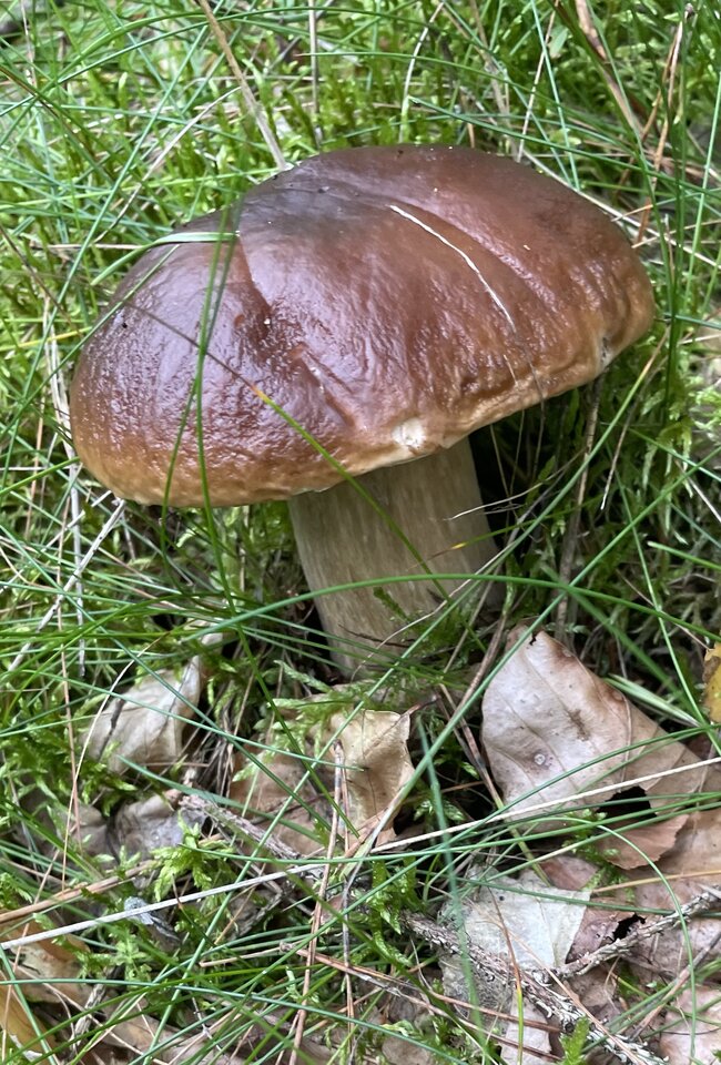 IMG_9517.jpeg - NaturystaXXX