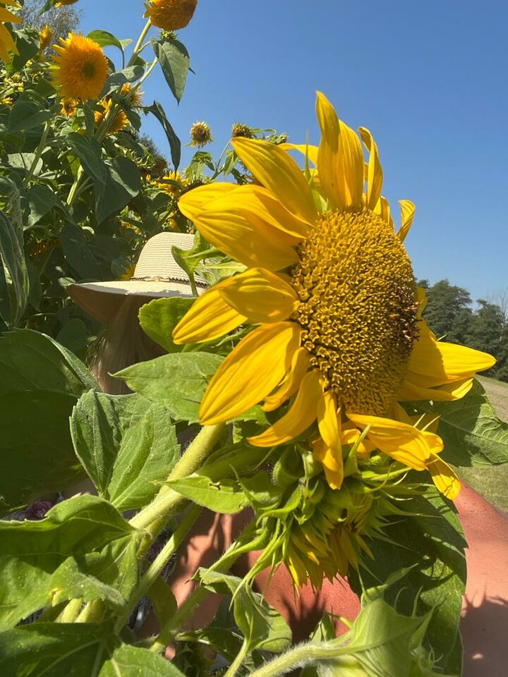 IMG-20230911-WA0036.jpg - MisiaiMisio_