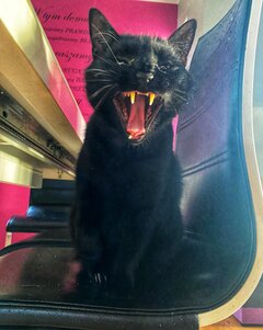 Kot Gacek 🐈‍⬛