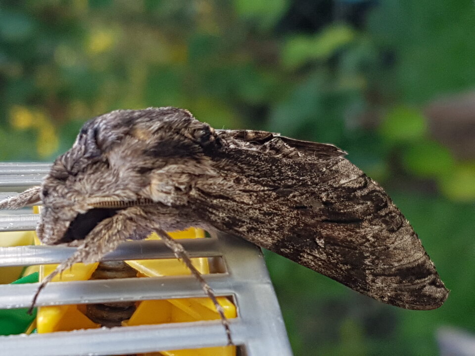 20170924_172738.jpg - Guzman5