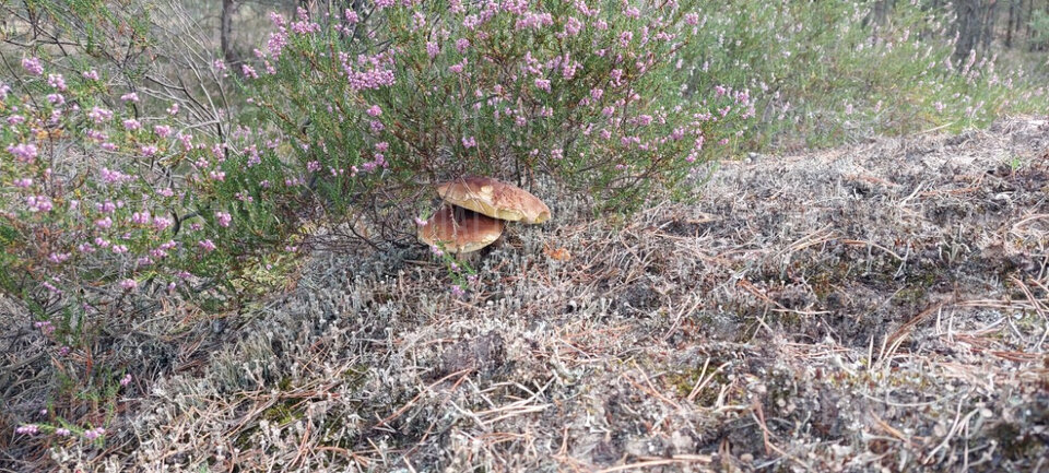 Swietoszow dzis :)) - malgos1972