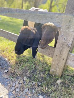 IMG_6055.jpeg