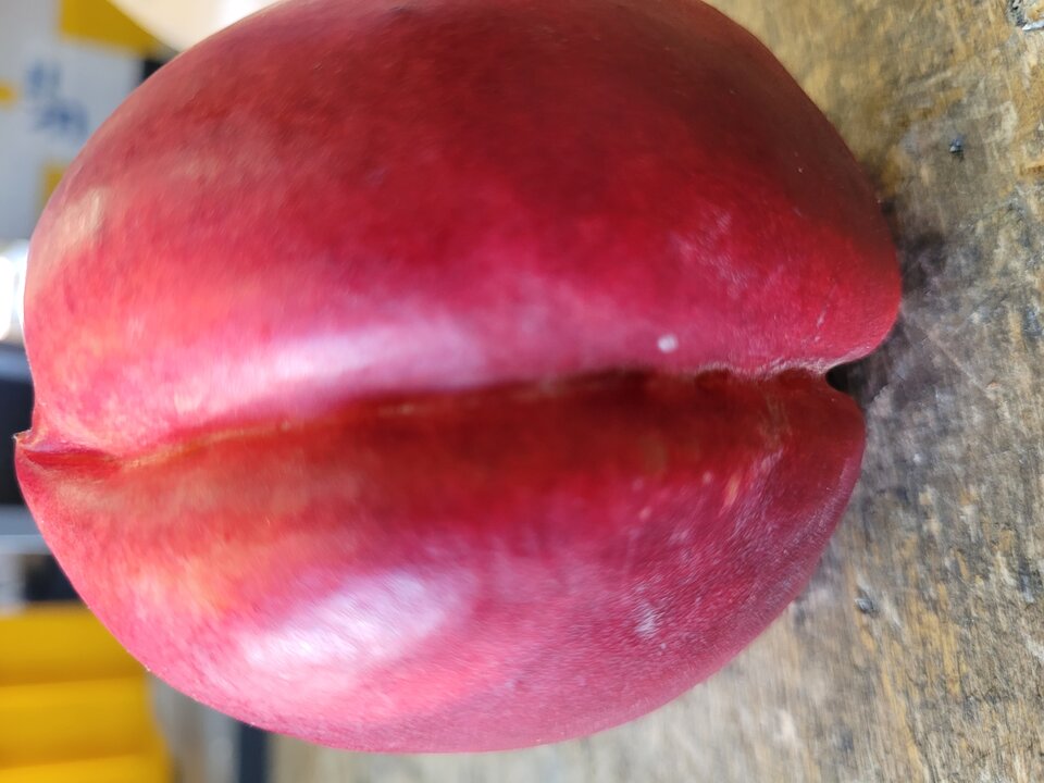 20230927_114050.jpg - Romanejro