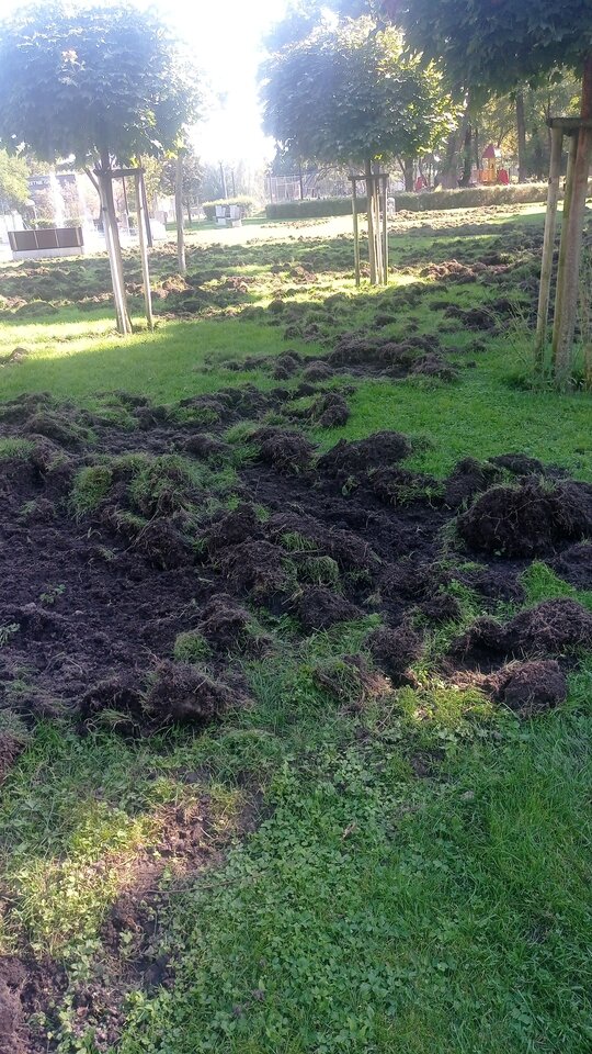 IMG-20230928-WA0002.jpeg - Czerwona81Daryl82