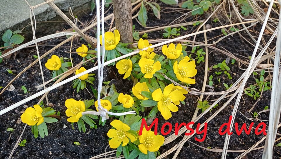 Zbiornik 2267. - Morsy_dwa