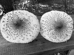 Cycki. Wszędzie cycki.