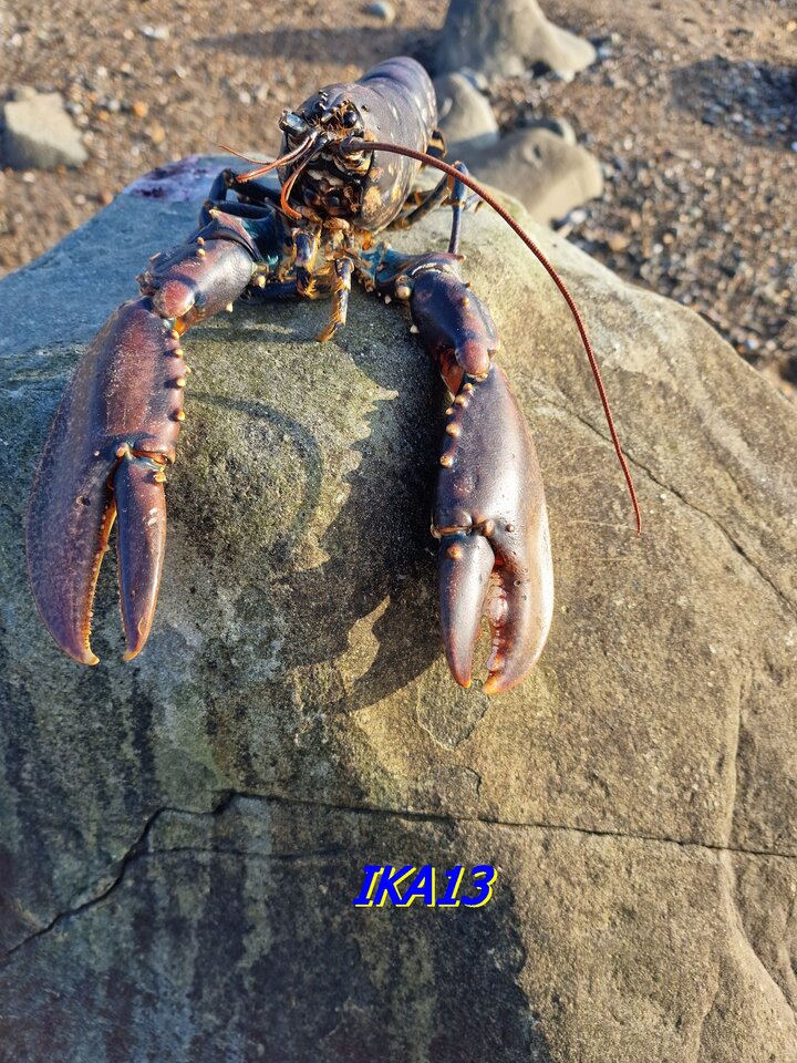 20230929_172610.jpg - ika13