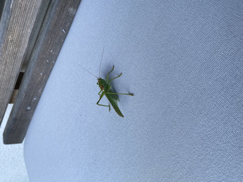 IMG_6095.jpeg - May_Day