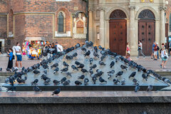 Fajna ta fontanna na Rynku