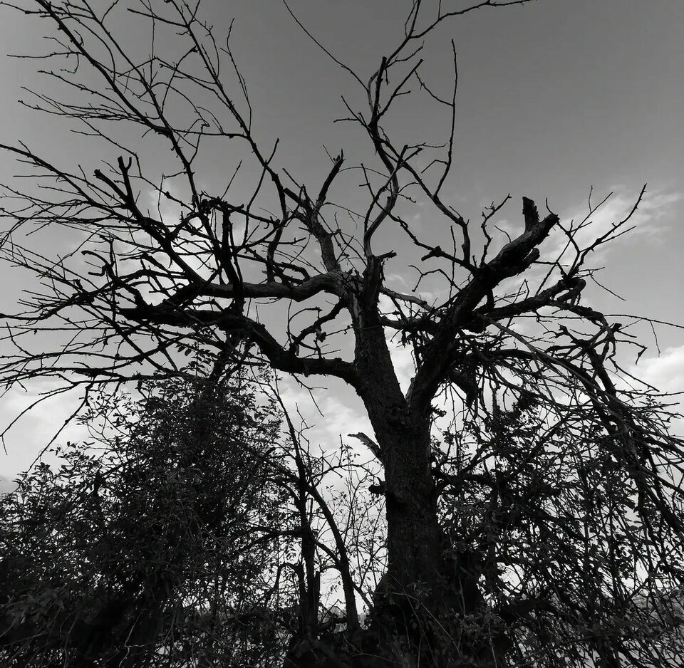 IMG_20230925_173909.jpg - Nicci