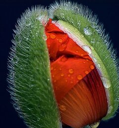 Screenshot_2023-10-10-13-56-52-700_com.pinterest.jpg
