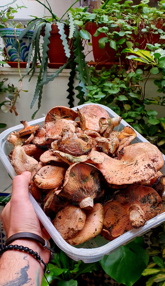 Cóż  to będzie za obiadek❤️❤️🍄🍄 - Adminki