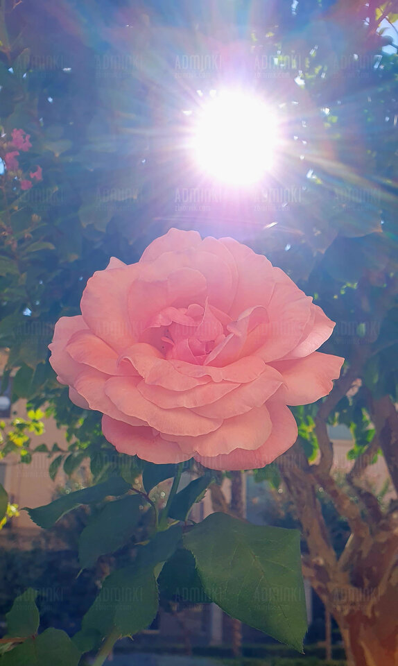 Słonecznego i ciepłego weekendziku🌞🌞🌞 - Adminki