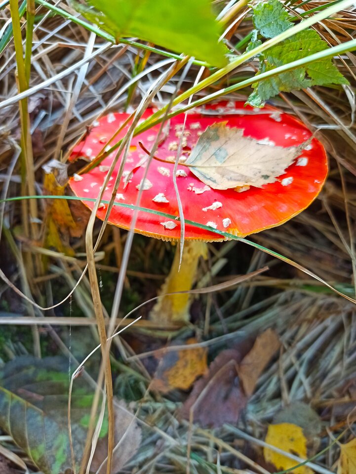 FP_2023-10-15-1843.jpg - _Pure__Evil_