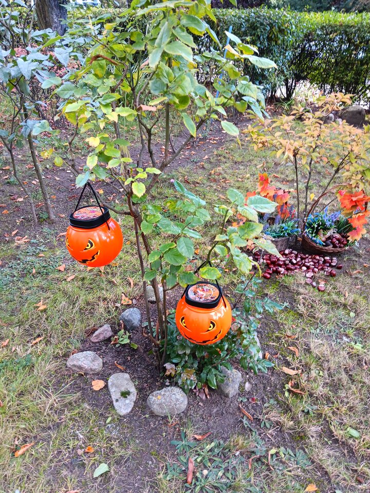 20231017_130906.jpg - WESOLAWDOWKA