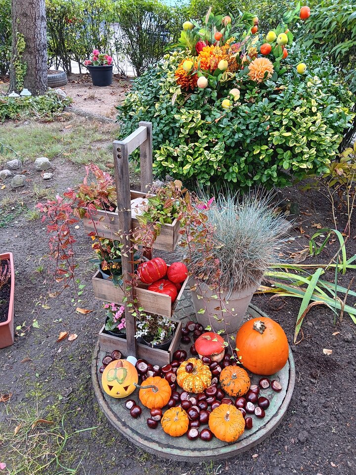 20231017_130831.jpg - WESOLAWDOWKA