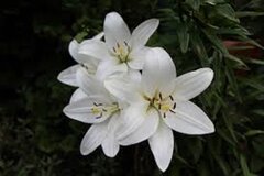 7 - Kwiat lilii