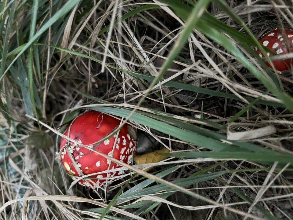 IMG_3304.jpeg - kynio1