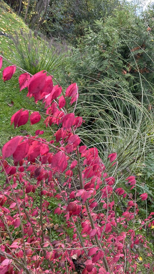 IMG_6918.jpeg - May_Day