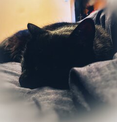 🐈‍⬛🐈‍⬛🐈‍⬛