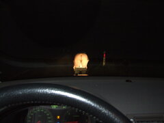 Nie do wiary ale sarenka nocą