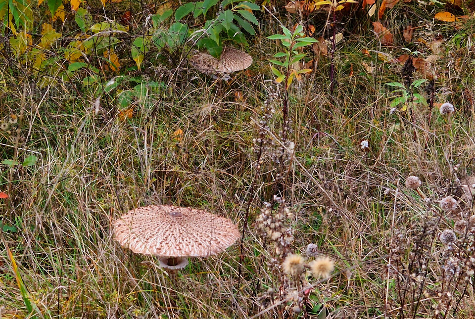 20231029_152339.jpg - Impulss_y