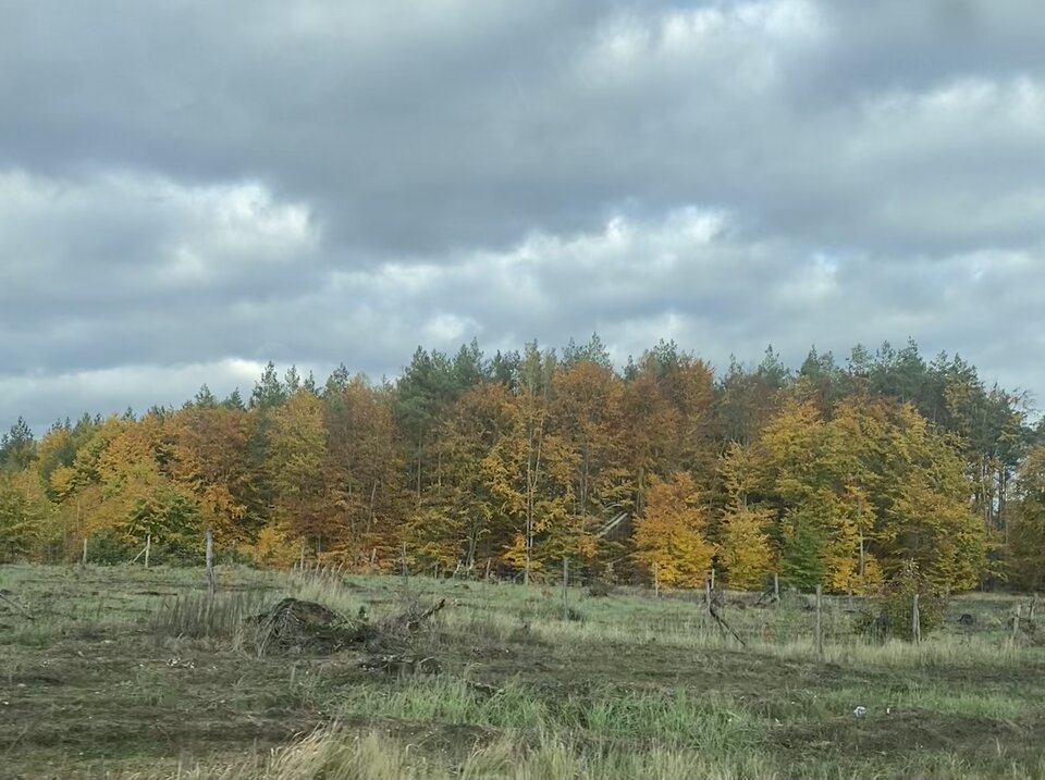 IMG_0193.jpeg - Odam65