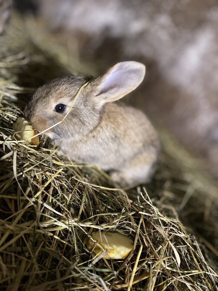 IMG_7100.jpeg - May_Day