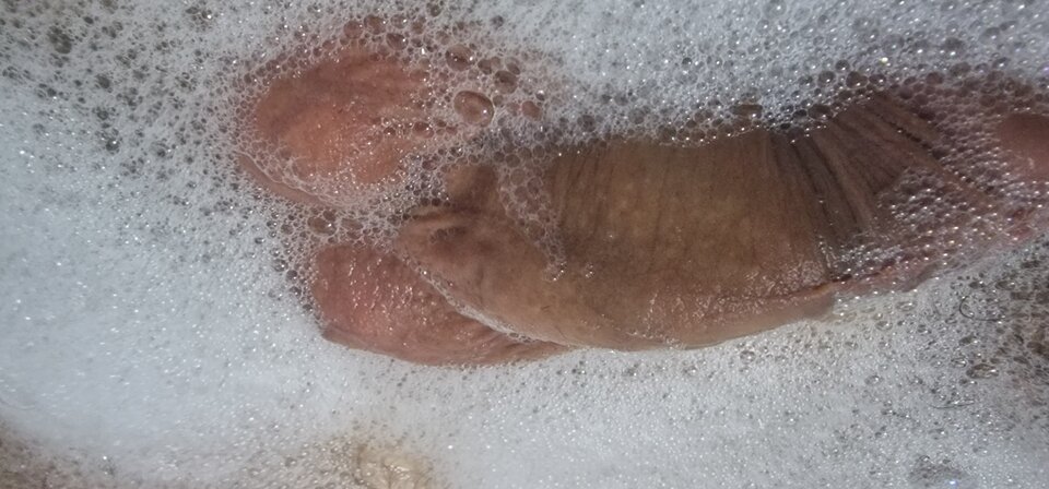 16993891652228722189226956481643.jpg - robin266