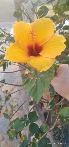 Hibiskus przed hotelem