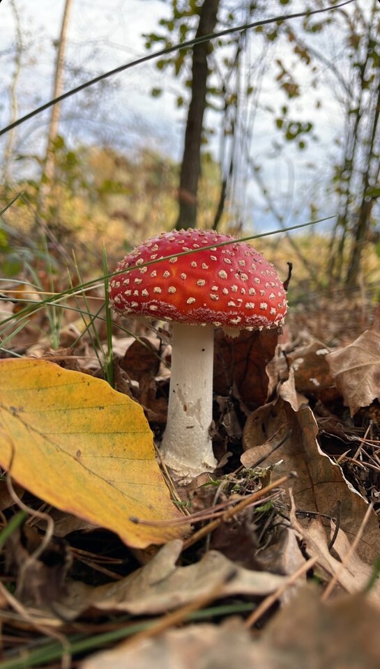 IMG_20231104_192551.jpg - Nicci