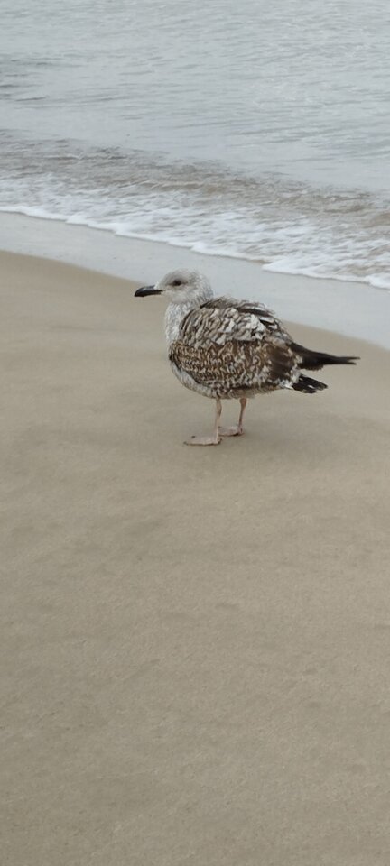 IMG_20231111_084334.jpg - ciekawy62