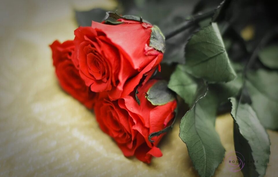 Screenshot_2023-11-14-10-49-34-96_40deb401b9ffe8e1df2f1cc5ba480b - eros41l