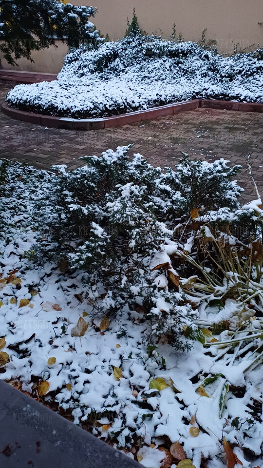 20231122_064759.jpg - krzysm16