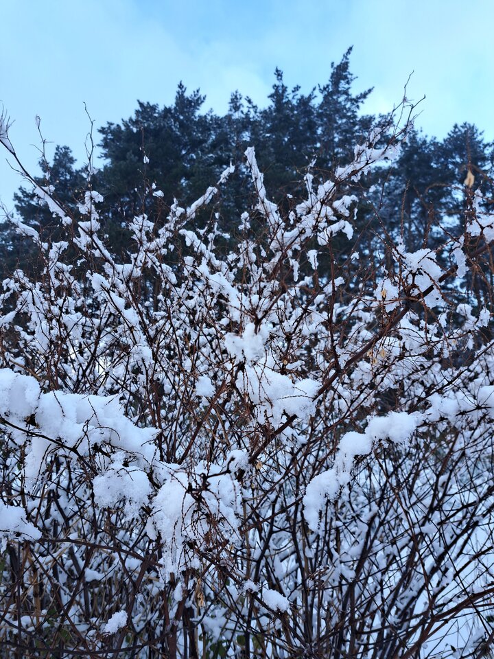 20231127_104604.jpg - gregor8014