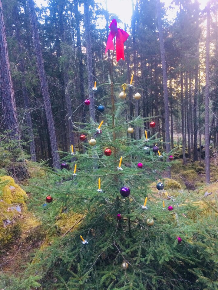 IMG_7403.jpeg - May_Day